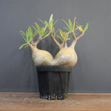 P.グラキリス 792