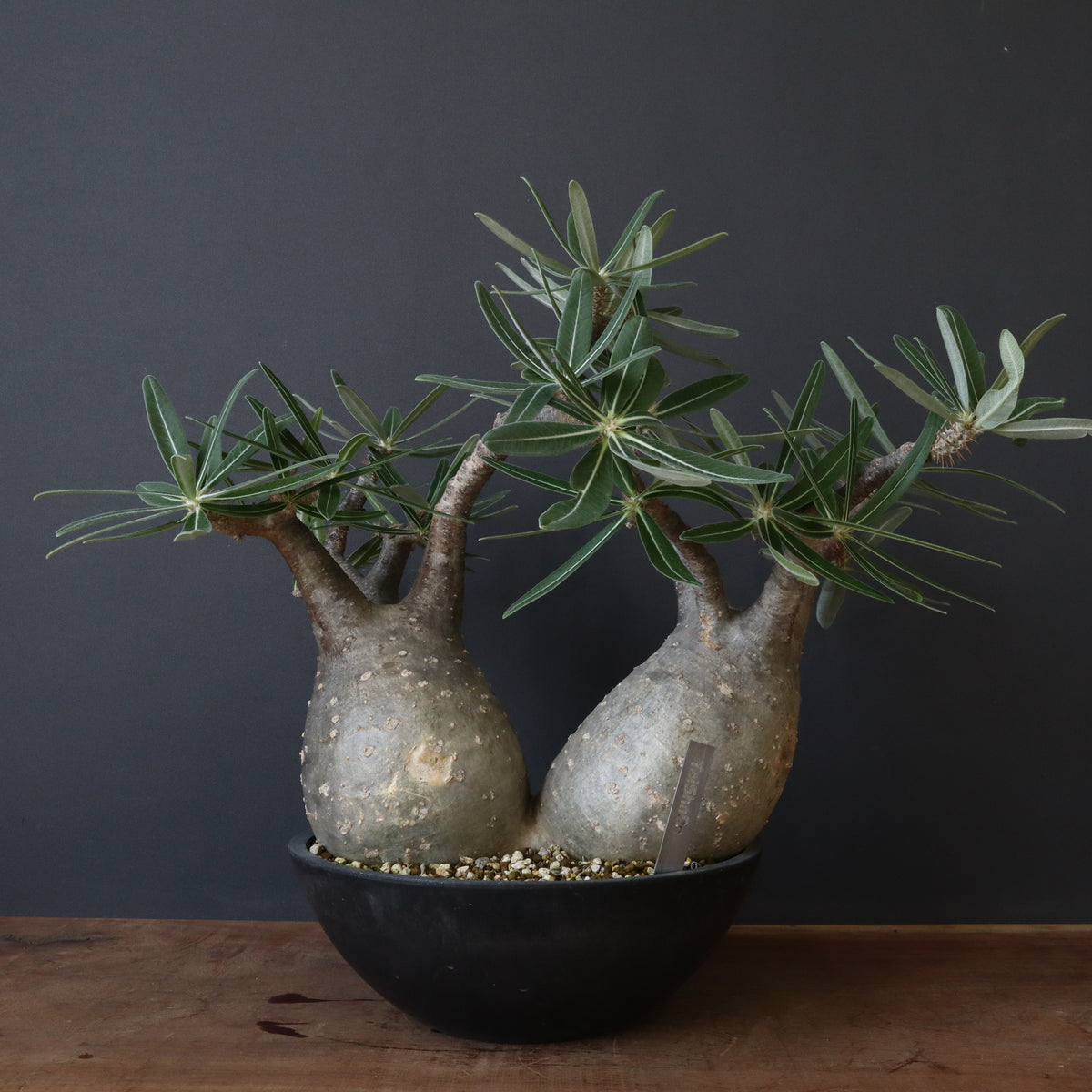 塊根植物 – 5ページ目 – TaiShoDo ONLINE SHOP