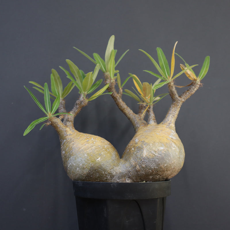 P.グラキリス 792