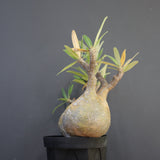 P.グラキリス 792