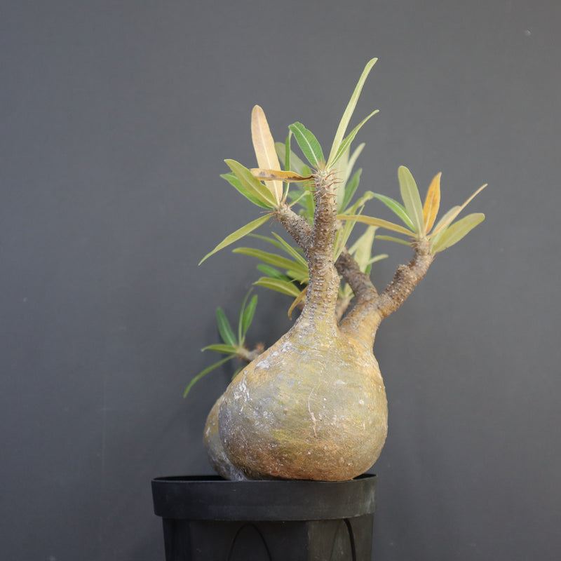 P.グラキリス 792