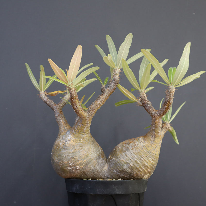 P.グラキリス 792