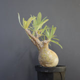 P.グラキリス 792