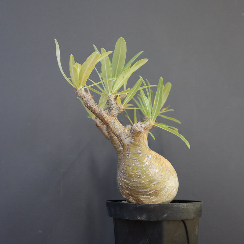 P.グラキリス 792