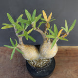 P.グラキリス 792