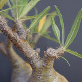 P.グラキリス 792