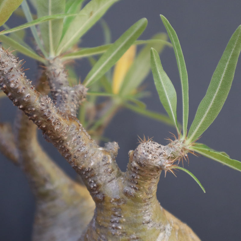 P.グラキリス 792