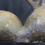 P.グラキリス 792