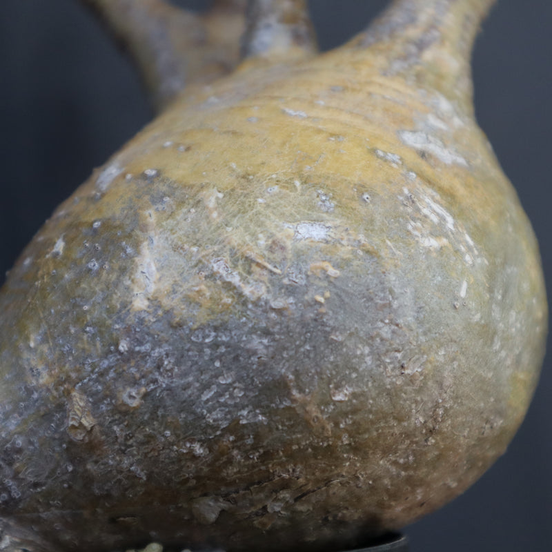 P.グラキリス 792