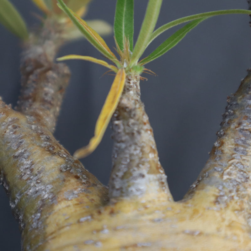 P.グラキリス 792