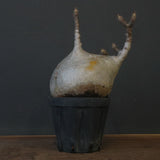 P.グラキリス 1221