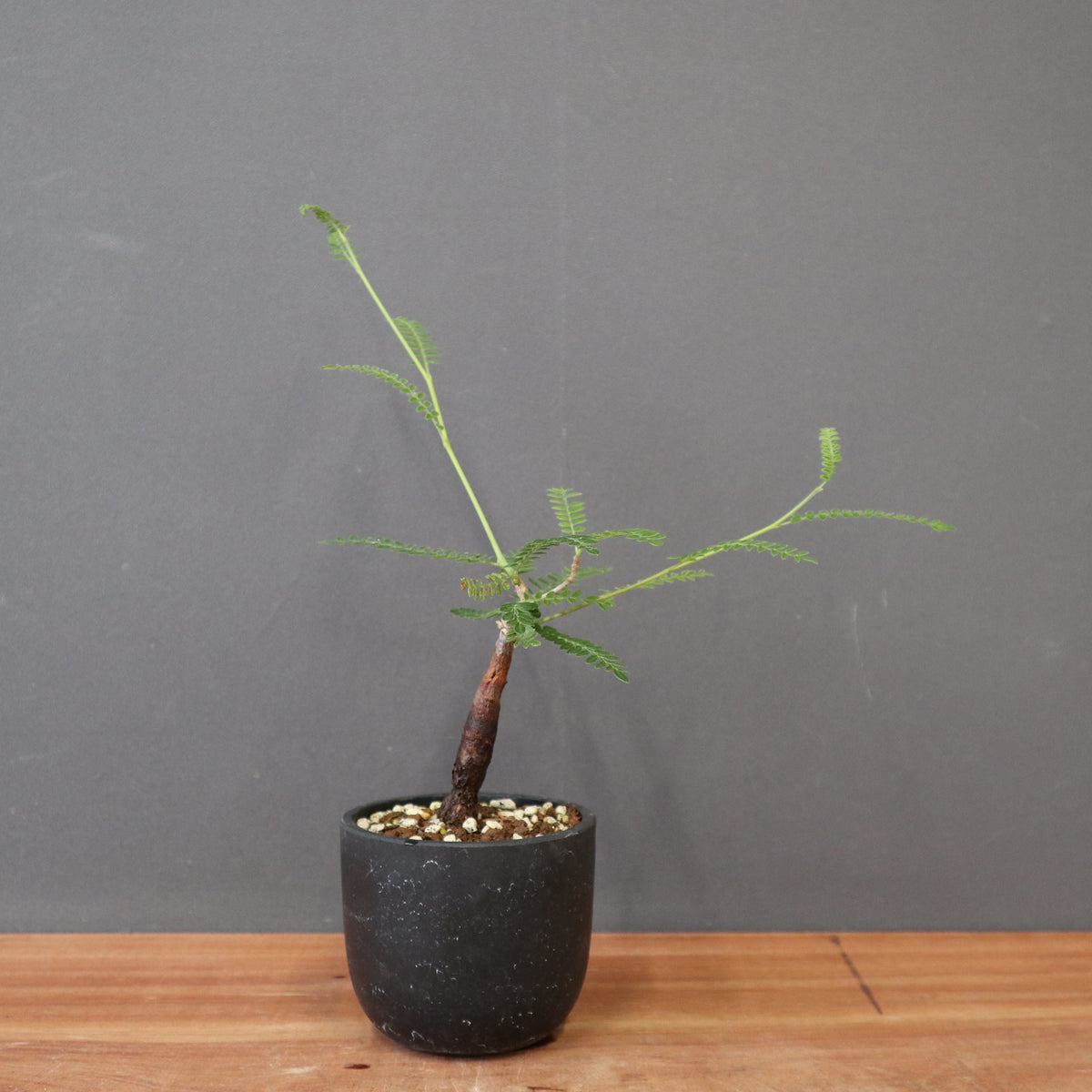 TaiShoDo ONLINE SHOP 塊根植物 多肉植物通販