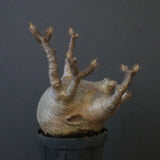 P.グラキリス 1221