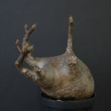 P.グラキリス 1221