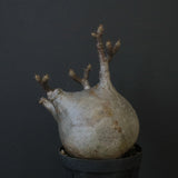 P.グラキリス 1221