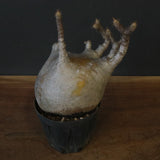 P.グラキリス 1221