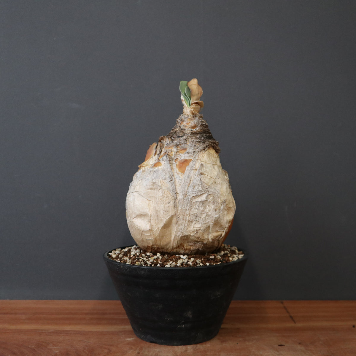 TaiShoDo ONLINE SHOP 塊根植物 多肉植物通販