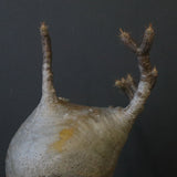 P.グラキリス 1221