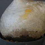 P.グラキリス 1221