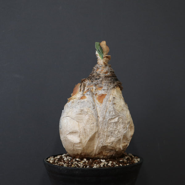 塊根植物 – 2ページ目 – TaiShoDo ONLINE SHOP