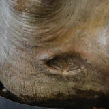 P.グラキリス 1221