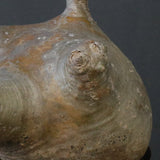 P.グラキリス 1221