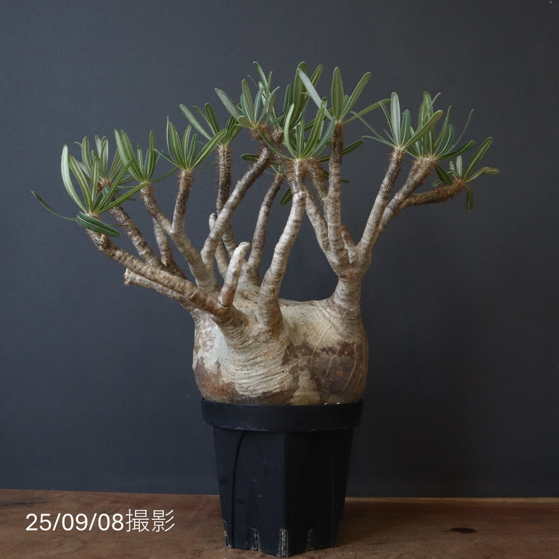 P.グラキリス 1226