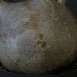 P.グラキリス 1221