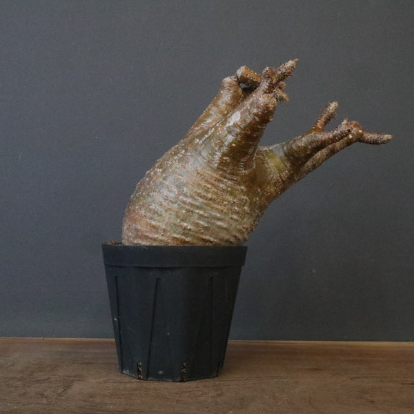 P.グラキリス 1575 – TaiShoDo ONLINE SHOP