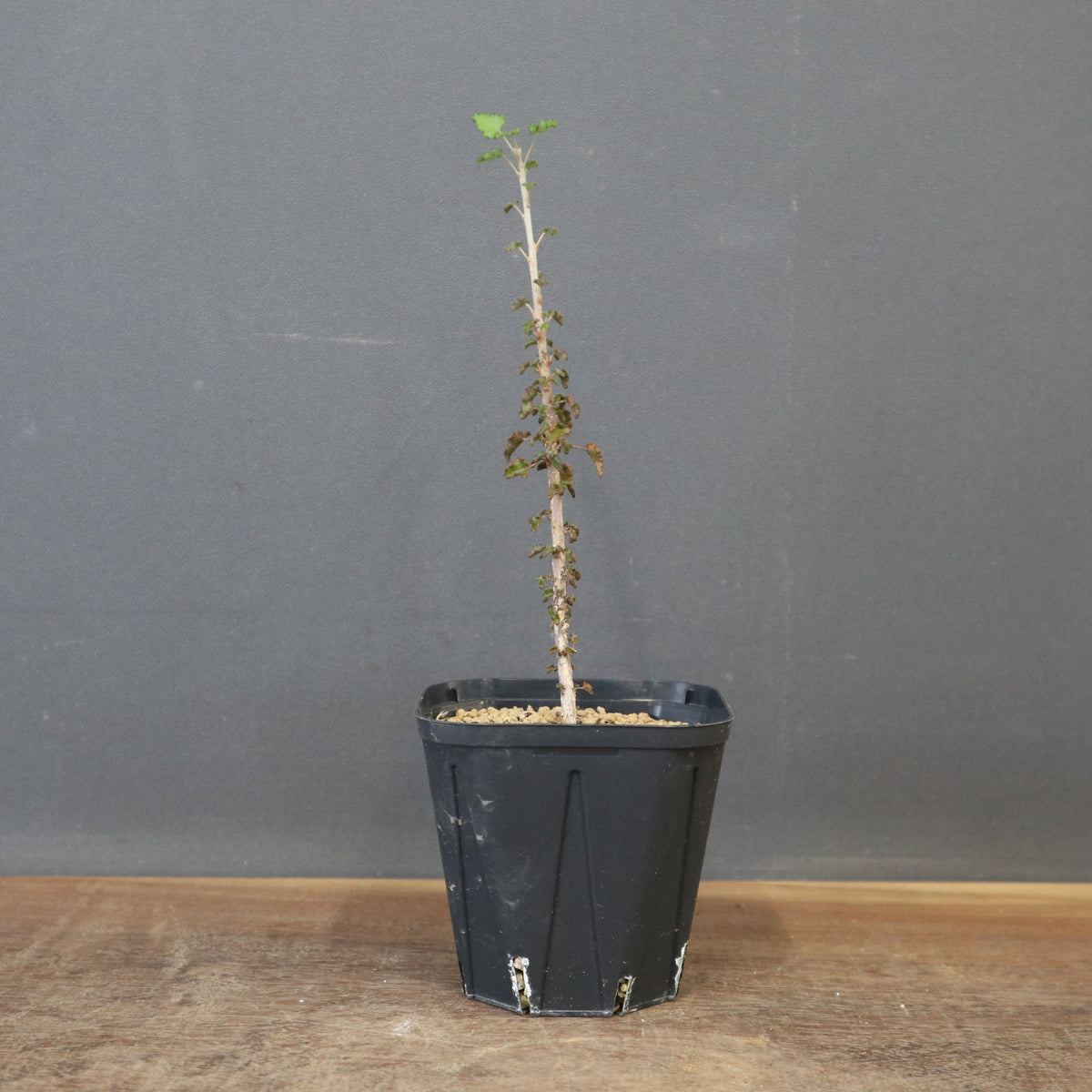 TaiShoDo ONLINE SHOP 塊根植物 多肉植物通販
