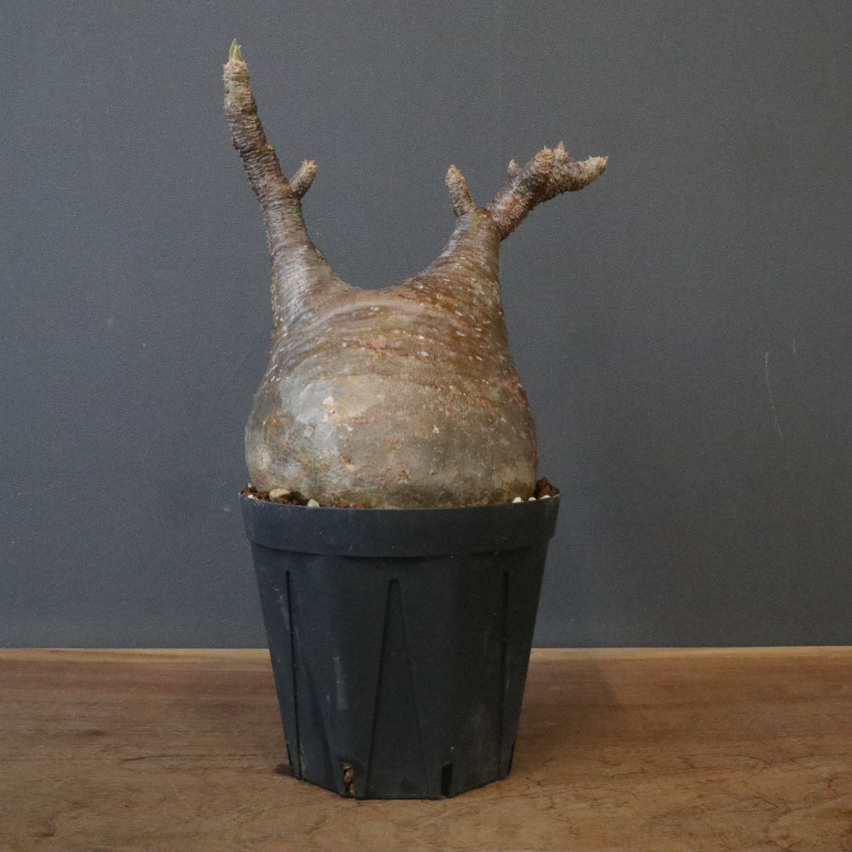 塊根植物 – 「