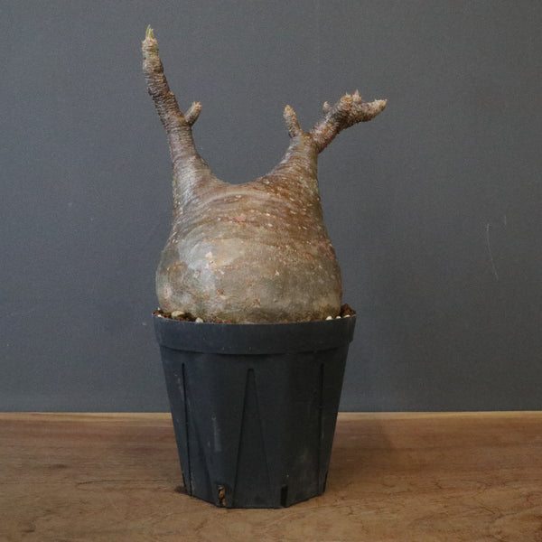 TaiShoDo ONLINE SHOP 塊根植物 多肉植物通販