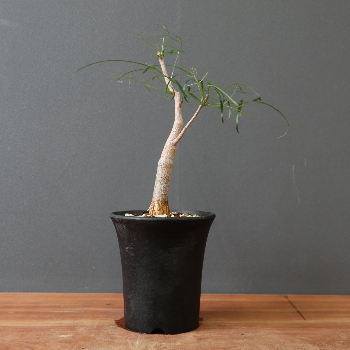 TaiShoDo ONLINE SHOP 塊根植物 多肉植物通販