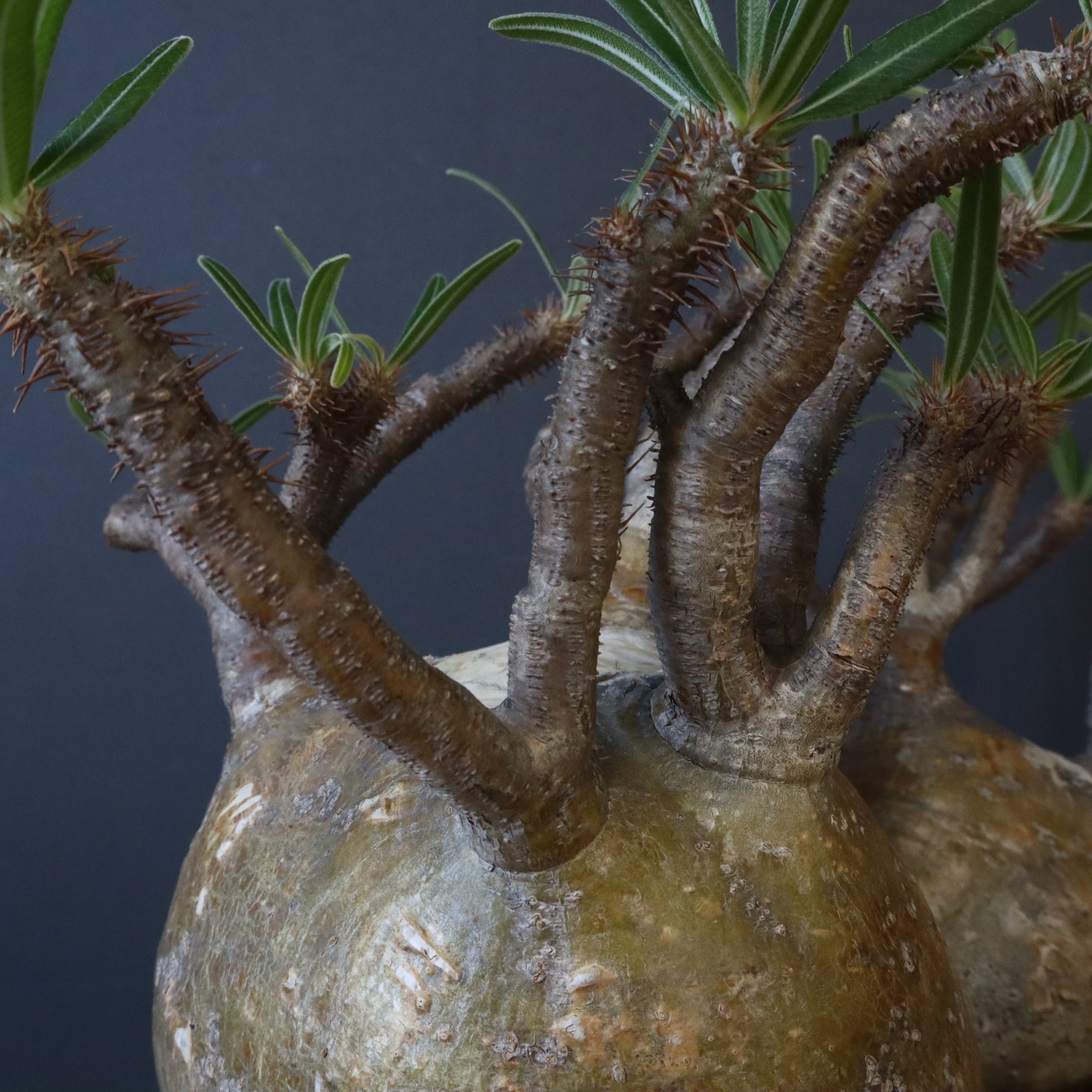 P.グラキリス 1229 – TaiShoDo ONLINE SHOP