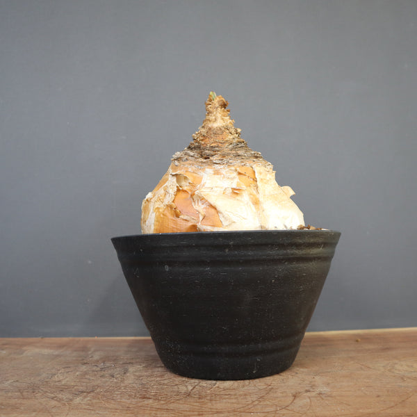 B.ハエマンソイデス 14