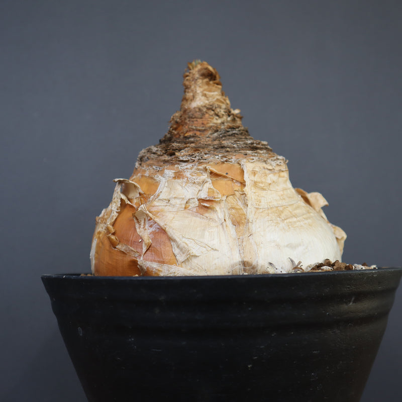 B.ハエマンソイデス 14