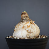 B.ハエマンソイデス 14