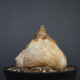 B.ハエマンソイデス 14