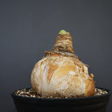 B.ハエマンソイデス 14