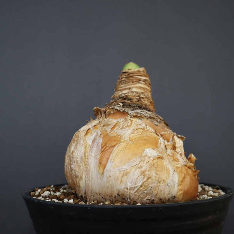 B.ハエマンソイデス 14