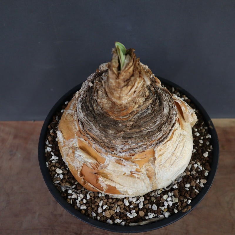 B.ハエマンソイデス 14