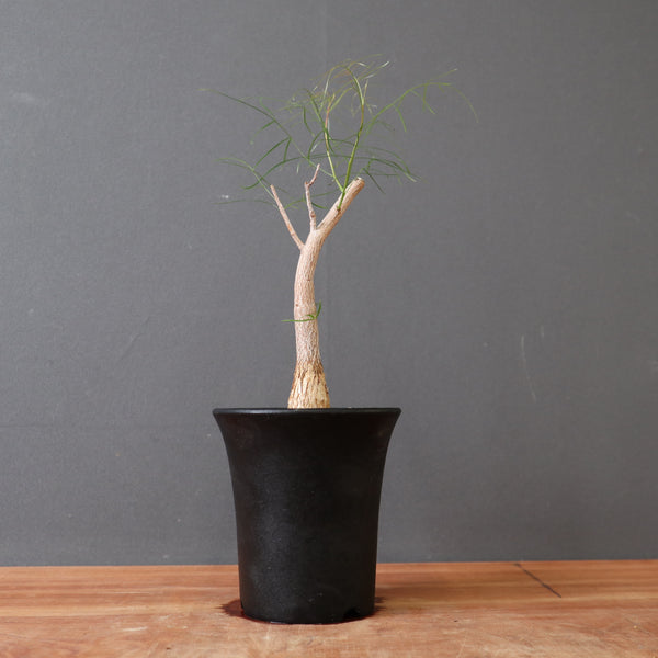 TaiShoDo ONLINE SHOP 塊根植物 多肉植物通販