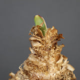 B.ハエマンソイデス 14