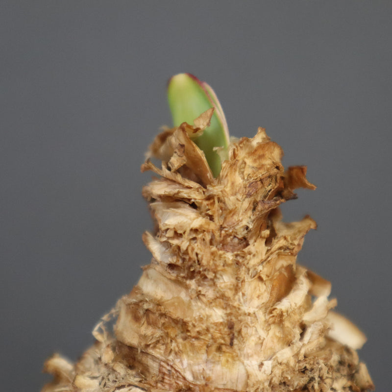 B.ハエマンソイデス 14