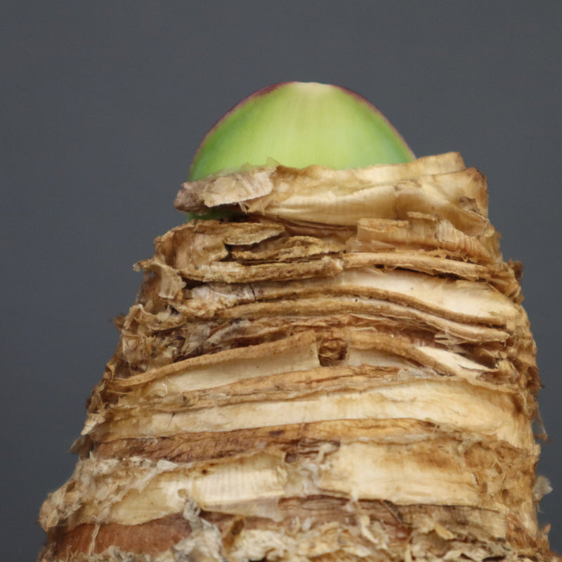 B.ハエマンソイデス 14