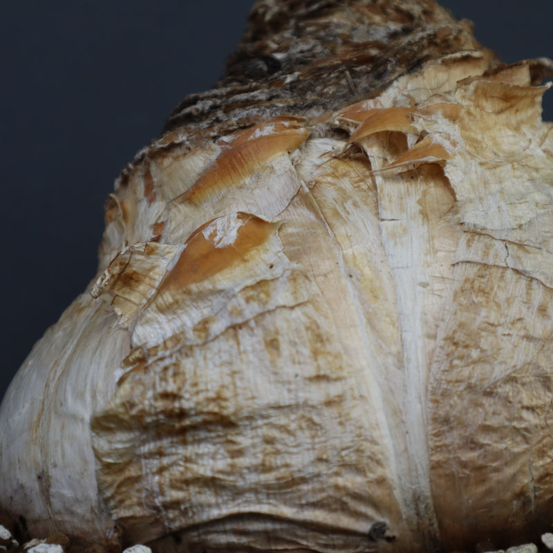 B.ハエマンソイデス 14