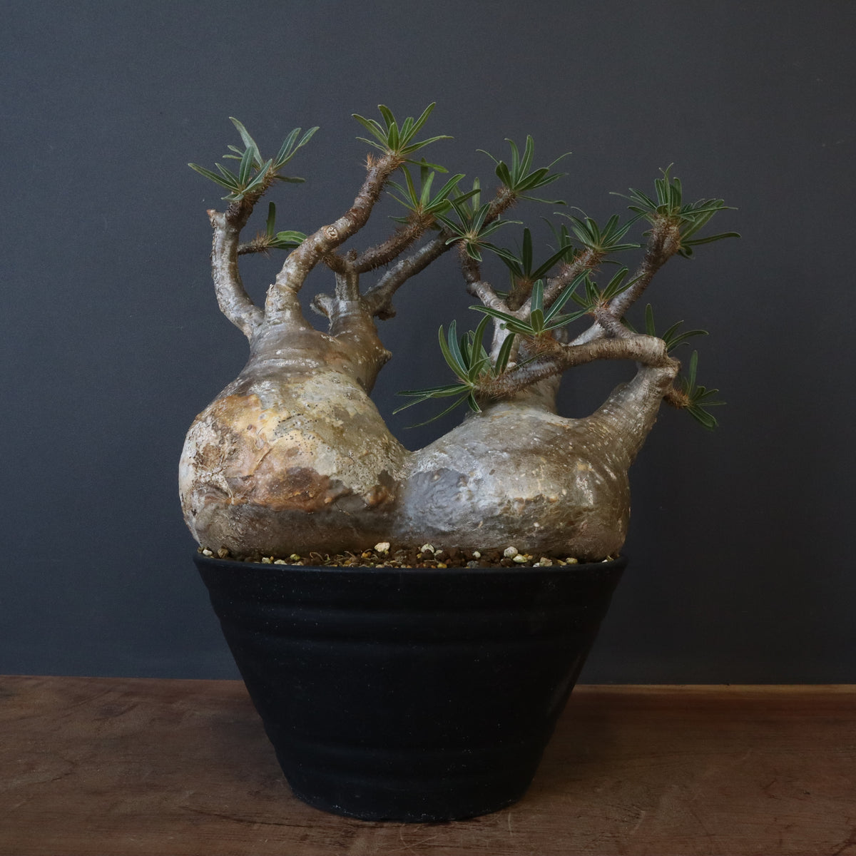 パキポディウム グラキリス パキポディウム グラキリス L | morikoro plants