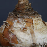 B.ハエマンソイデス 14