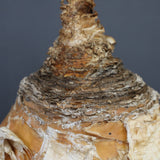 B.ハエマンソイデス 14