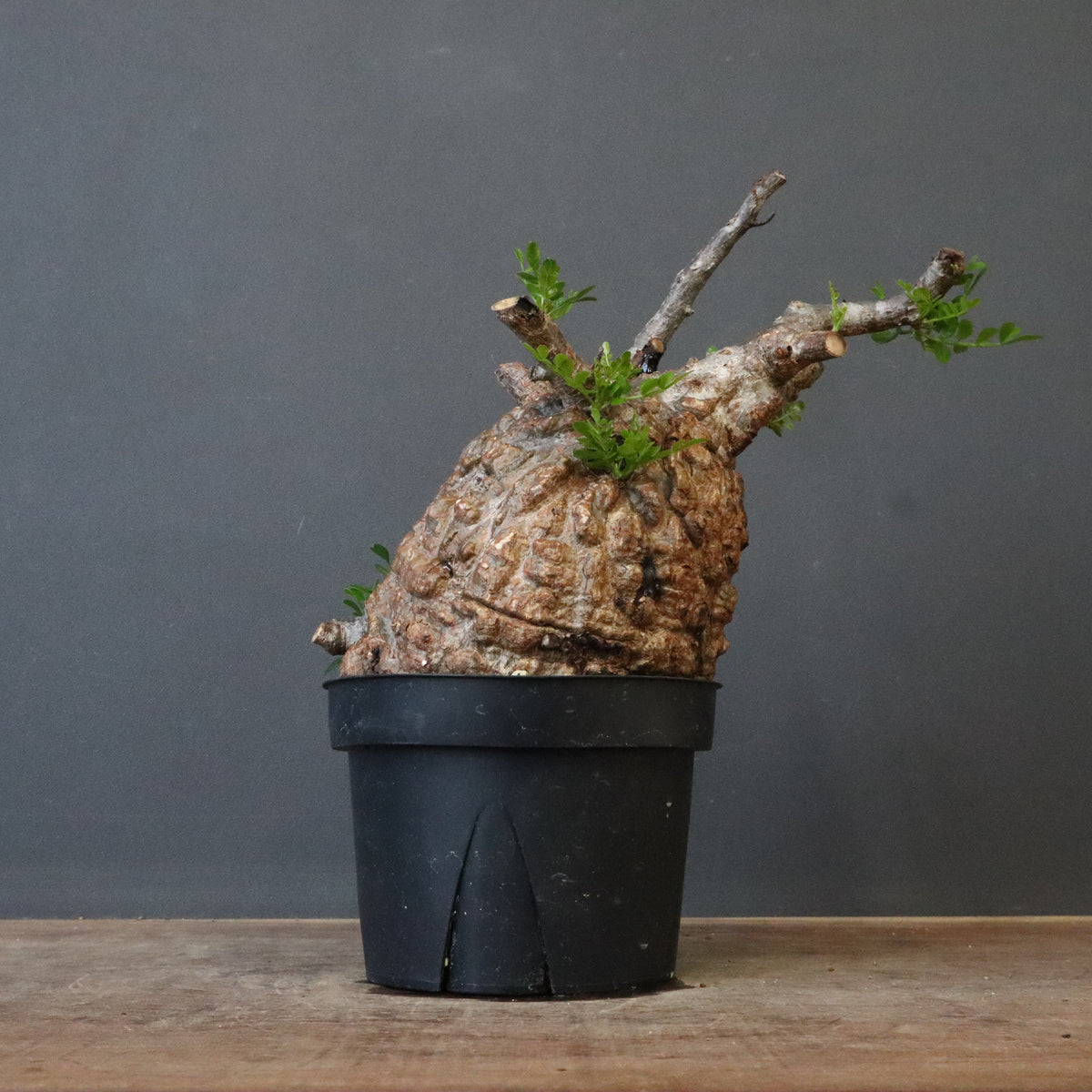 塊根植物 – TaiShoDo ONLINE SHOP